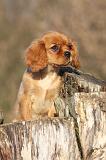 CAVALIER KING CHARLES 407